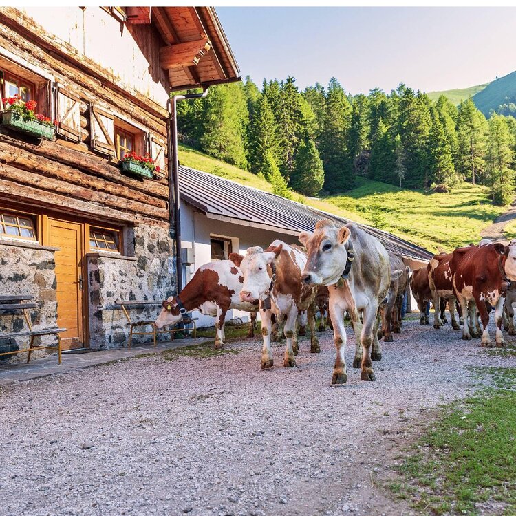 Malga Jumela - APT Val di Fassa