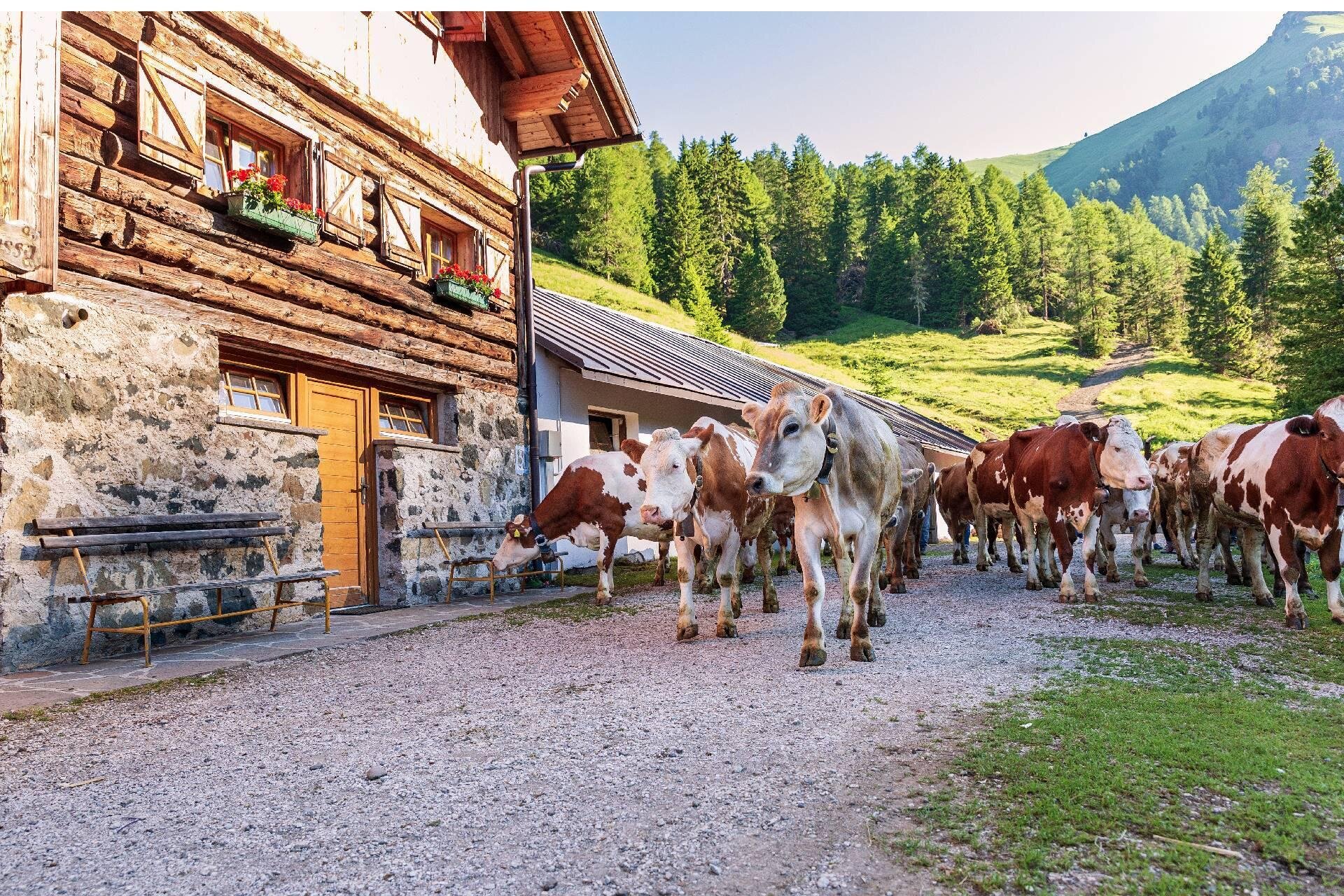 Malga Jumela - APT Val di Fassa