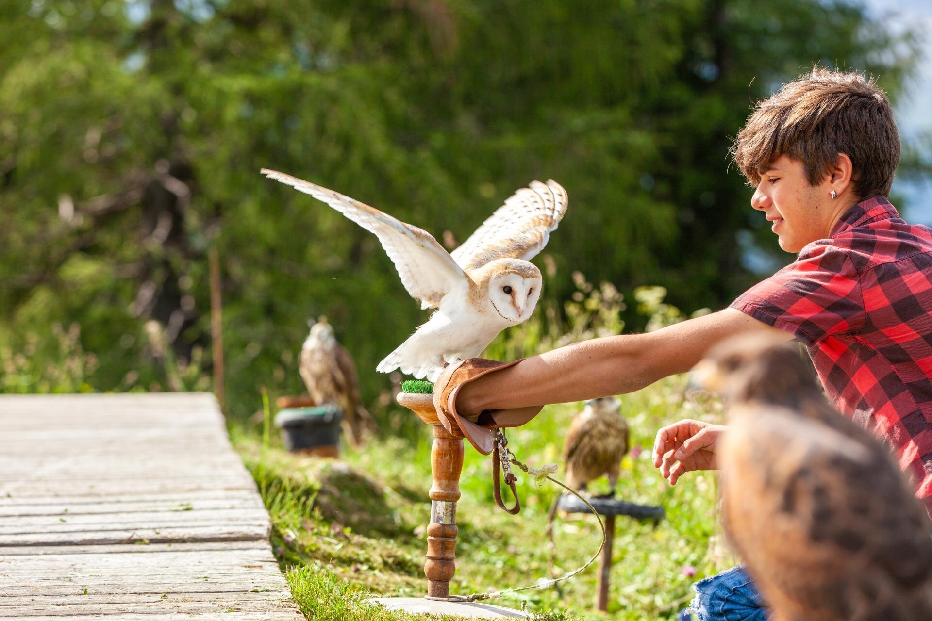 Falconiere al Passo Lusia
