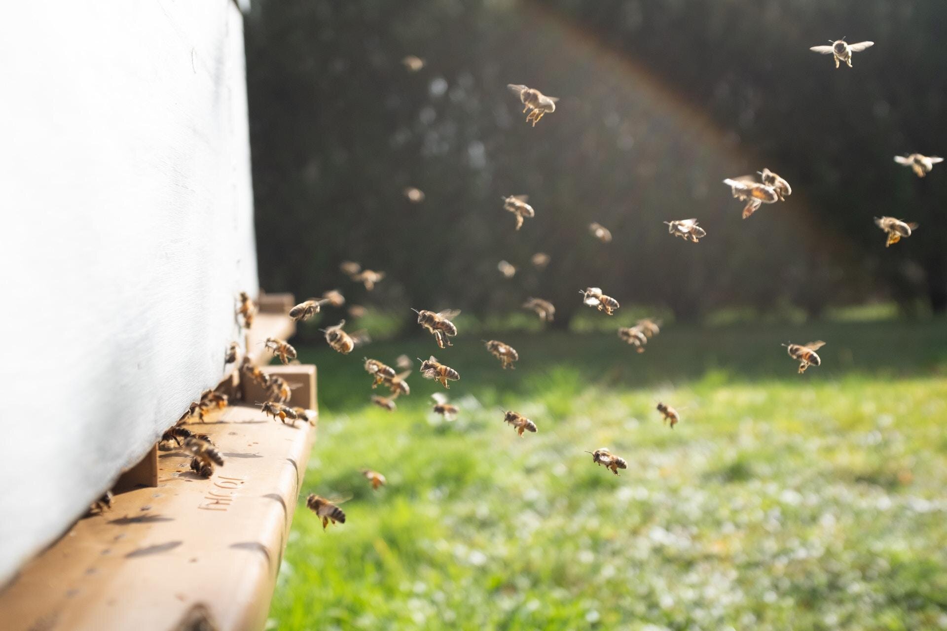 Il dolce mondo delle api