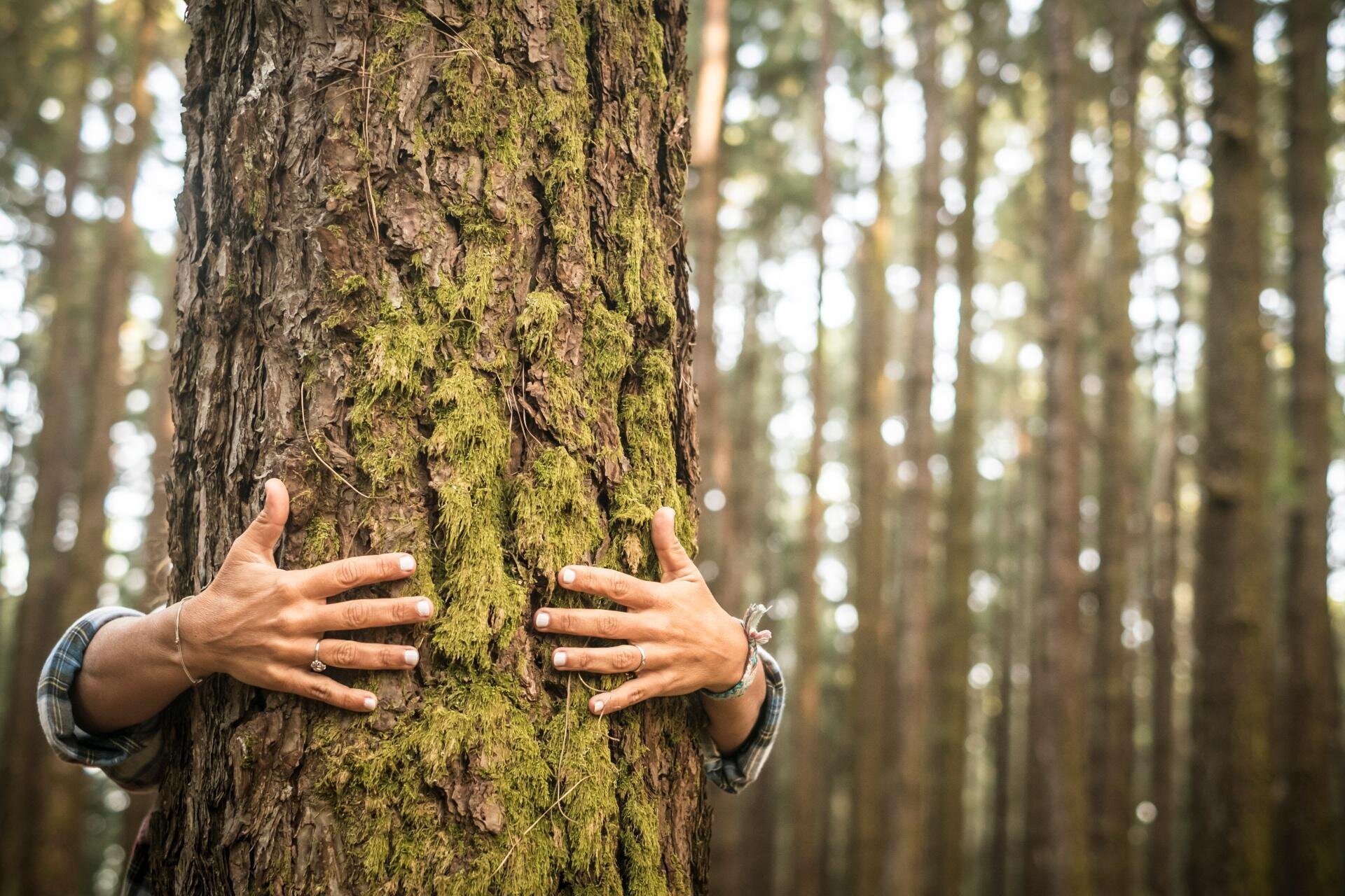 Forest Bathing