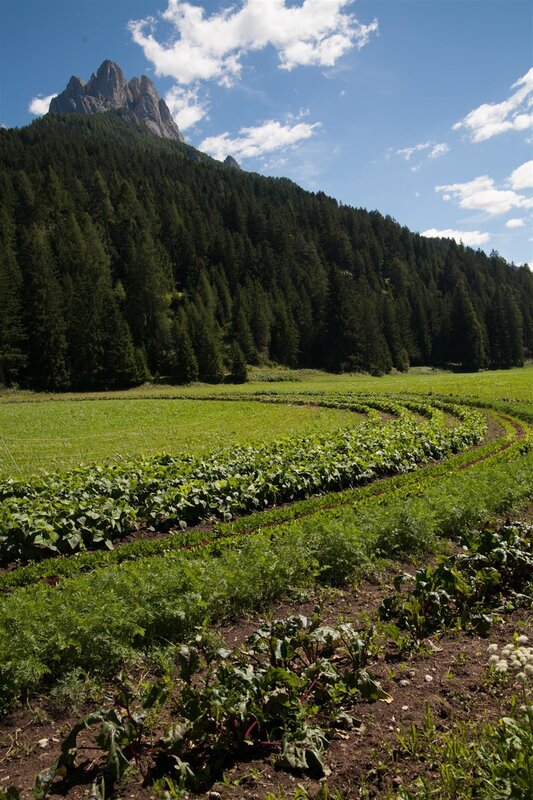 campo di ortaggi a Pozza