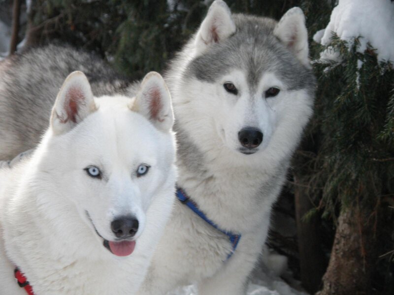 Alpen Hotel Corona - cani benvenuti