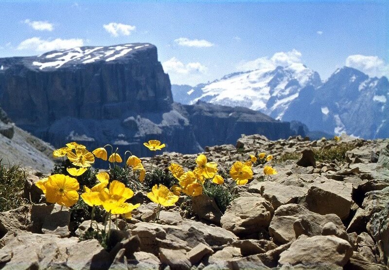 Spettacolare fioritura di Papavero pirenaico sulla