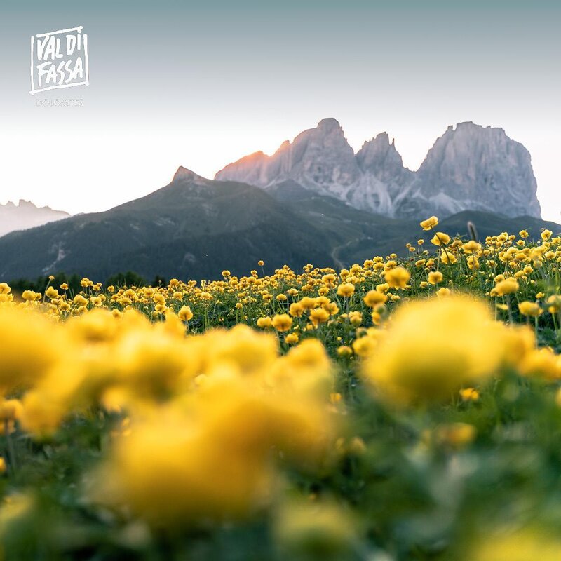 fiori
