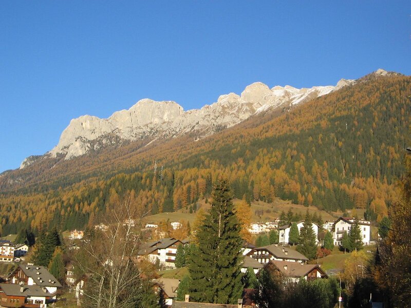 Lärchen im Herbst