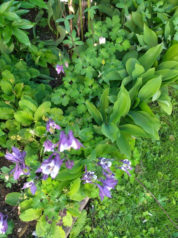 Flowers in June