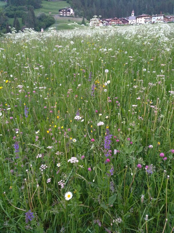 Wiesenblumen