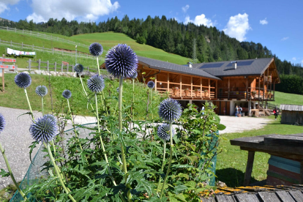 Content Dam Org 3 Images Full Rights Attivita Card Agritur Archivio Apt Val Di Fassa Strada Dei Formaggi Delle Dolomiti Agritur Ciasa Do Pare Soraga 3