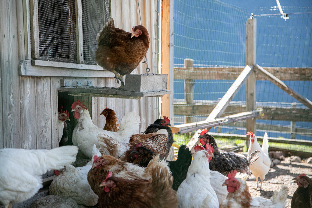 Content Dam Org 3 Images Full Rights Gusto Ristorante Agritur Majon Da Mont E.pallaver   Majon Da Mont (10)