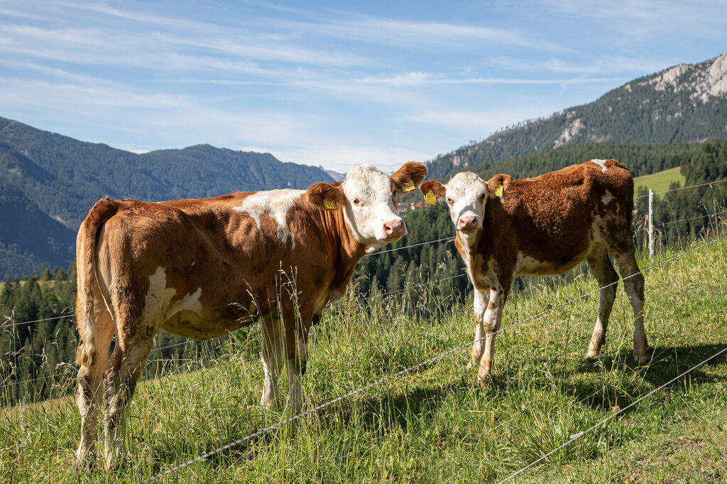 Content Dam Org 3 Images Full Rights Gusto Ristorante Agritur Majon Da Mont E.pallaver   Majon Da Mont (12)