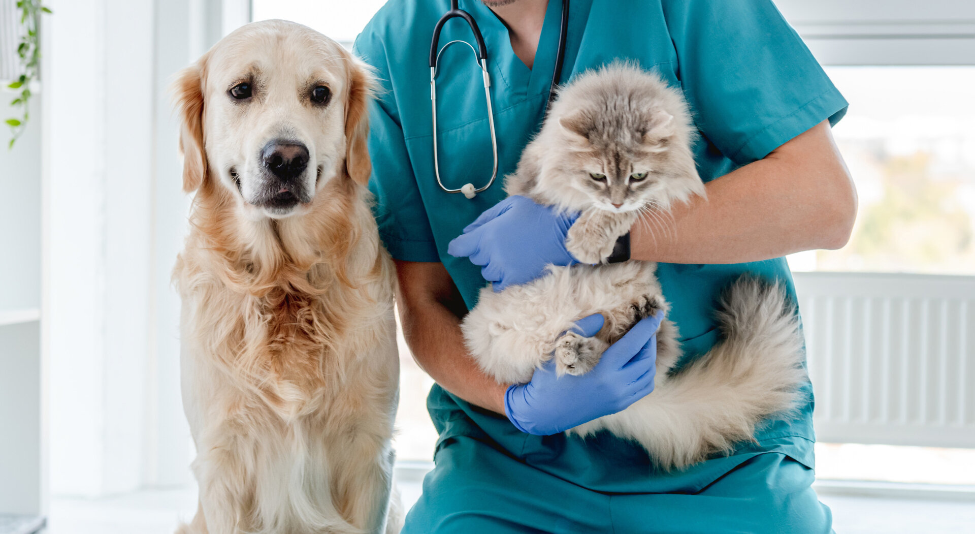 Ambulatorio Veterinario L'Arca