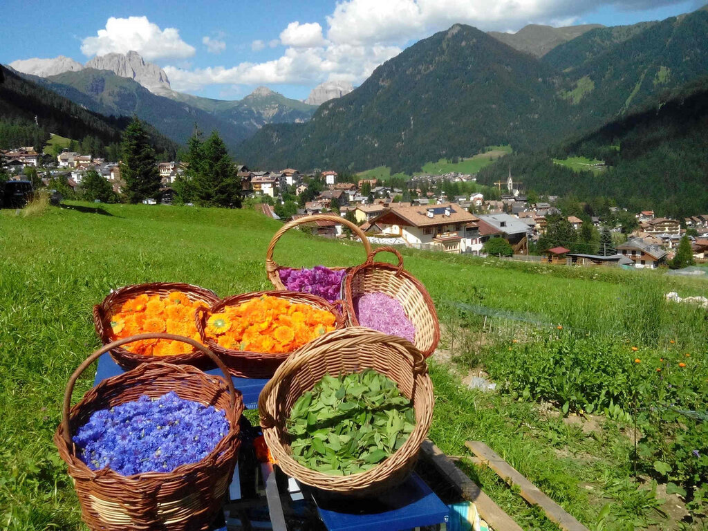 Content Dam Org 3 Images Full Rights Attivita Card Agritur Archivio Apt Val Di Fassa Strada Dei Formaggi Delle Dolomiti Ecogreen Agritur Fiores 3