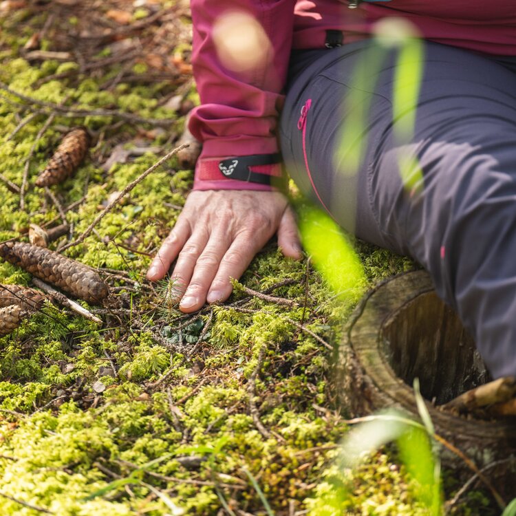 Forest Bathing