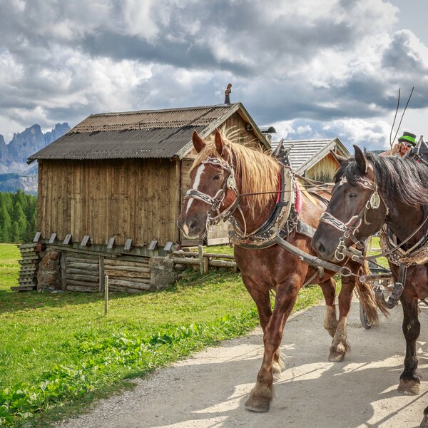 Defrancesco Michele   Sleigh And Carriage Rides