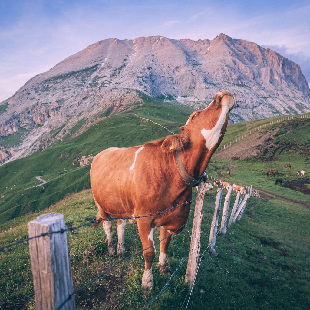 Albe in Malga - Malga Sasso Piatto