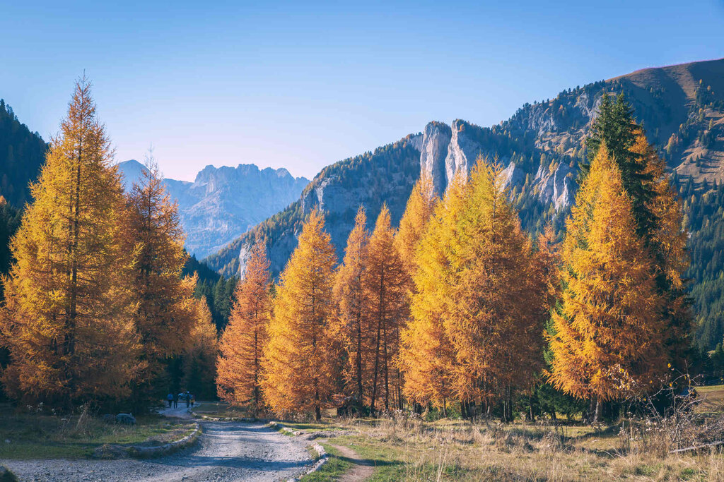 Content Dam Org 3 Images Full Rights Natura Val San Nicolo Archivio Apt Val Di Fassa Pramirez Val San Nicolo Estate 4